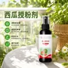 Fertilizante para sandía, agente polinizador, agente cuajador de flor, polinización sin contacto, agente cuajador de fruto, agente protector de flor y fruto, previene la caída y deformación del fruto, fertilizante foliar