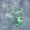 Cachos de Folhas de Dinheiro Artificiais, Folhagem de Eucalipto, Decoração de Casa, Arranjo para Cena de Casamento, Enfeites de Flores Artificiais, Decoração de Casa