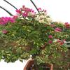 Plántulas de Buganvilla en Maceta Buganvilla Multicolor Plántulas de Flores Coloridas Plántulas Grandes de Doble Pétalo Buganvilla Bonsái Plantas Verdes