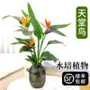 Planta de Ave del Paraíso Hidropónica en Maceta para Escritorio, Estilo Nórdico, Planta de Interior Perenne, Hojas Grandes, Cultivada en Agua, Tolera la Sombra, para Sala de Estar
