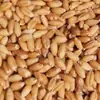 Nuevos productos de temporada Trigo de Henan con salvado harina de trigo material para cerveza grano forrajero puede germinar