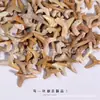 Juguetes de Excavación Arqueológica de Fósiles Naturales Caja Sorpresa Fósiles de Animales y Plantas Marinas Paleontológicas Dientes Esqueleto Piedra Bruta Venta al por Mayor