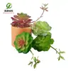 Simulación planta suculenta súper grande tamaño pequeño suculenta bonsái planta verde flor de plástico en maceta micro paisaje con pared vegetal