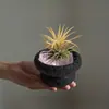 Plantas de Oficina Hidropónicas de Alta Calidad Plantas en Maceta Piña Negra Plantas Verdes de Escritorio Suculentas Adornos para Estación de Trabajo