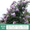 Rosa de Cabello Recto de Yunnan Enredadera para Muro Rosa Flor Extra Grande Plántulas Fragancia Fuerte Florece en Todas las Estaciones Plantas para Patio Casa Balcón