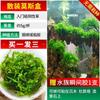Musgo planta aquática mousse aquário grama real triângulo negativo grande Meifeng madeira submersa a granel rasgar coral paisagem