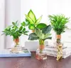 Plantas hidropónicas oficina interior plantas verdes plantas de escritorio en maceta Árbol de la Riqueza Diamante Dorado Madera Pie de Pato Marian Fácil de cultivar todo el año