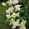 Buganvilia de Flor Doble, una Planta con Floración Todo el Año, Plántulas en Maceta, Tallos Viejos, Adecuada para Jardines Interiores y Exteriores, Enredaderas Trepadoras, Fácil de Mantener