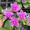 Las plántulas de Phalaenopsis son fáciles de cultivar en todas las estaciones. Plantas Verdes y Flores en Maceta para Balcón de Oficina en Interiores Fáciles de Cultivar