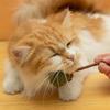 Pelota de Hierba Gatera para Masticar, Paleta para Mascotas, Entretenimiento Propio, Alivio del Aburrimiento, Snack Resistente y Masticable para Gatos, Juguete para Gatos