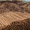 Pinheiro-da-China estaca estaca de pinho controle de inundação de rio proteção de linha de alta tensão rack de acampamento guarda-corpo 136 936 74268