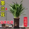 Orquídeas Flores Preciosas, Plántulas de Orquídeas Fragantes, Orquídeas Tinta, Orquídeas de Primavera, Orquídeas Jialan, Orquídeas de Cuatro Estaciones, Flores de Interior, Plantas Verdes, Plantas en Maceta