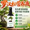 Solução nutritiva especial para Podocarpus, solução para infusão intravenosa para melhorar a pinta foliar, folhas amareladas, pinheiros, pinheiros negros, pinheiros de boas-vindas, fertilizante especial