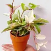 Flor Folha Bola Orquídea Rosa Variegada Bola Borda Dourada Flores Plantas Verdes Varanda Pendurar Trepadeira Plantas Floridas Plantas em Vasos Interior