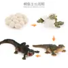 Juguete modelo de animal pequeño simulación ciclo de vida crecimiento rana tortuga pollo Montessori material didáctico preescolar venta al por mayor