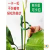 5 Hastes de Suporte para Plantas para Orquídeas, Proteção de Folhas, Monstera, Caladium, Estrutura de Suporte para Jardinagem, Fixação Antiderrapante para Flores