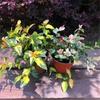Rosas sin espinas con hojas de flor Arbusto Cubresuelos Planta verde Macizo de flores de jardín Flores hidropónicas Plantas resistentes Rosa sin espinas con hojas de flor Maceta pequeña 120