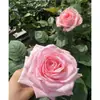 Mudas de Rosa, Rosas Jovens, Plantas Verdes Floríferas para Varanda, Plantas de Interior em Vasos, Trepadeiras Floríferas Multissazonais Fáceis de Cuidar