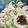 Planta de Flor Popular de Lírio-do-Vale em Vaso, Uma Peça, Dropshipping, Com Fragrância Forte, Fácil de Cuidar, Floresce Continuamente o Ano Todo, Planta Verde de Interior Resistente ao Frio