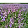 Sementes de Centáurea Perene no Atacado de Várias Regiões, Sementes de Dianthus Multicolores, Flores Medicinais, Flores de Trigo Gigantes, Sementes para Jardinagem