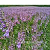 180 Variedades de Sementes de Flores Não Repetitivas, Fáceis de Cultivar em Todas as Estações, Podem Afastar Mosquitos, Adequadas para Varandas Internas e Externas, Distribuição Transfronteiriça