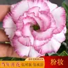 Planta em vaso rosa do deserto de pétalas duplas, floresce o ano todo, fácil de cuidar, flor colorida de varanda para interior, bonsai de planta verde, suculenta
