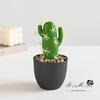 Maceta de Plástico con Flor Falsa, Suculenta Artificial Cactus Tropical Bonsái, Pequeños Adornos Creativos, Suministro Directo de Fábrica de Plantas Verdes