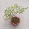 Bonsái Estilo Zen con Tocón Viejo Huangjing para Decoración de Dormitorio Interior, No Incluye Maceta