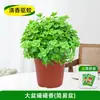 Plantas Perfumadas em Vasos, Plantas Verdes Comestíveis que Afastam Mosquitos e Refrescam a Mente, Suculentas e Flores Perfumadas que Purificam o Ar com um Toque de Fragrância