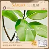 Estilo de Lujo Ligero Planta Verde Simulada Árbol de Caucho Diamante Negro Plantas Falsas Decorativas de Pie para Sala de Estar Balcón Paisajismo