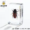 Artesanías de especímenes, insectos reales, escarabajo ciervo, escorpión, escarabajo, araña, regalos de enseñanza de ciencias biológicas, adornos de resina
