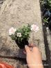 Mudas de Mini Rosa Japonesa de Floração Quatro Estações, Mini-Miniatura, Mudas de Estacas de Pêssego Cereja em Solo Original e Vaso Original, Flores de Mini Rosa