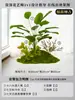 Musgo para Paisajismo de Plantas Verdes Plantas Artificiales Decoración Flores Artificiales Combinación Tropical para Interiores Paisaje de Ventana Persa Arreglo de Césped