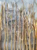 Galhos e Troncos de Madeira Bruta Natural para Cabides, Expositores, Decoração de Casa, Varões de Cortina, Divisórias de Pousadas e Galhos de Madeira Irregulares para Paisagismo