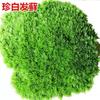 Semilla de musgo piedra de agua piedra absorbente de agua musgo para bonsái polvo de esporas de musgo para bonsái micro paisajismo semilla de planta fresca pavimento