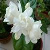 Dropshipping [Flores de las Cuatro Estaciones] Plántulas de jazmín en maceta con flores dobles grandes y un paquete de fragancia intensa para sobrevivir y repeler mosquitos en balcones interiores.