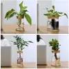 Botella Ecológica de Micro-Paisaje, Jarrón para Plantas Hidropónicas Suculentas, Decoración de Botella para Plantas Verdes de Interior, Maceta Decorativa de Vidrio para Espárragos