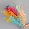 Hojas Ricas al por Mayor, Flores Inmortales, Flores Secas, Arreglos de Boda, Decoración del Hogar, Arreglos Florales, Paquetes de Materiales Florales para DIY, Flores Inmortales Transfronterizas