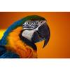 Explosiones Transfronterizas Animal Color Loro Pájaro Pintura al Óleo Lienzo Pintura Mural Sin Marco Pintura Decorativa Núcleo