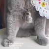Llavero Adorno para Guardar Pelo de Mascota Llavero Creativo Gato Estuche Transparente Colgante Encanto Caja de Colección de Bolas de Pelo