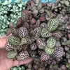 Plantas de Piedra Absorbente Plantas Verdes Piedra de Agua Acuaterrario Tanque de Selva Rocalla Paisajismo Musgo Helecho Micro-paisaje Plantas de Bonsái