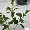 Hoja de Frijol 3D Simulada Hoja de Árbol Laminada Ramo Pequeño Planta en Maceta Accesorios para Bricolaje Hojas de Colores de Tres Puntas Decorativas