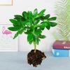 Plantas Hidropónicas en Maceta de Madera Pata de Pato, Aesculus, Florales y Plantas Verdes Cultivadas en Agua, Árbol del Dinero, Árbol de la Fortuna, Bonsái de la Fortuna de Ocho Vías