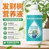 Árbol de la fortuna fertilizante solución nutritiva fertilizante especial planta en maceta de interior elemento de vitalidad hojas amarillentas hojas cayendo pudrición de raíces
