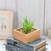 Cabeça de Flor Suculenta Coleira Grama de Ensino Criativo Acessórios DIY Arranjo de Flores Planta Decorativa Atacado Móveis para Casa Dropshipping
