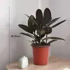 Planta de Caucho Black Diamond en Maceta para Uso en Interiores y Exteriores, Planta Verde para Purificación del Aire, Planta en Maceta para Escritorio de Oficina, Planta Verde de Cuatro Estaciones