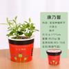 Plantio Infantil Pequeno Vaso Jardim de Infância Girassol Planta Estudante Observação Planta Verde Caixa de Sementes diy Mini Caixa Surpresa