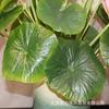 Plantas Artificiales de Loto y Nenúfar en Maceta para Estanque, Decoración de Acuario, Accesorios para Escenario y Eventos, Adornos de Hojas de Loto, Flores Falsas