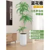 Planta Viva Jacaranda Sala de Estar Planta Grande en Maceta Interior Fácil de Mantener de Pie Flor Real Paisaje Jardinería para Absorber Formaldehído