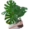 Planta Hidropônica Monstera Planta Verde Purificação do Ar Interno Ave do Paraíso Folha Grande Folhagem Perene de Interior Vaso Tronco Velho